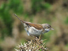 Common Whitethroat