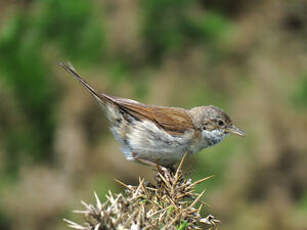 Fauvette grisette