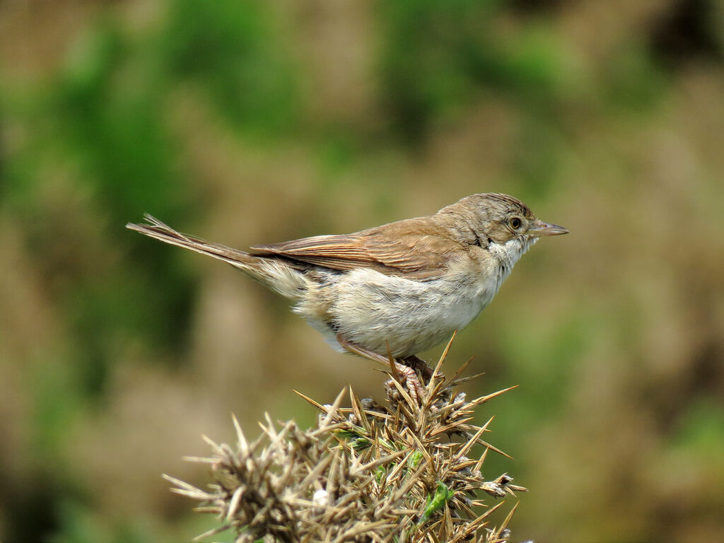 Fauvette grisette