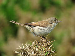 Common Whitethroat