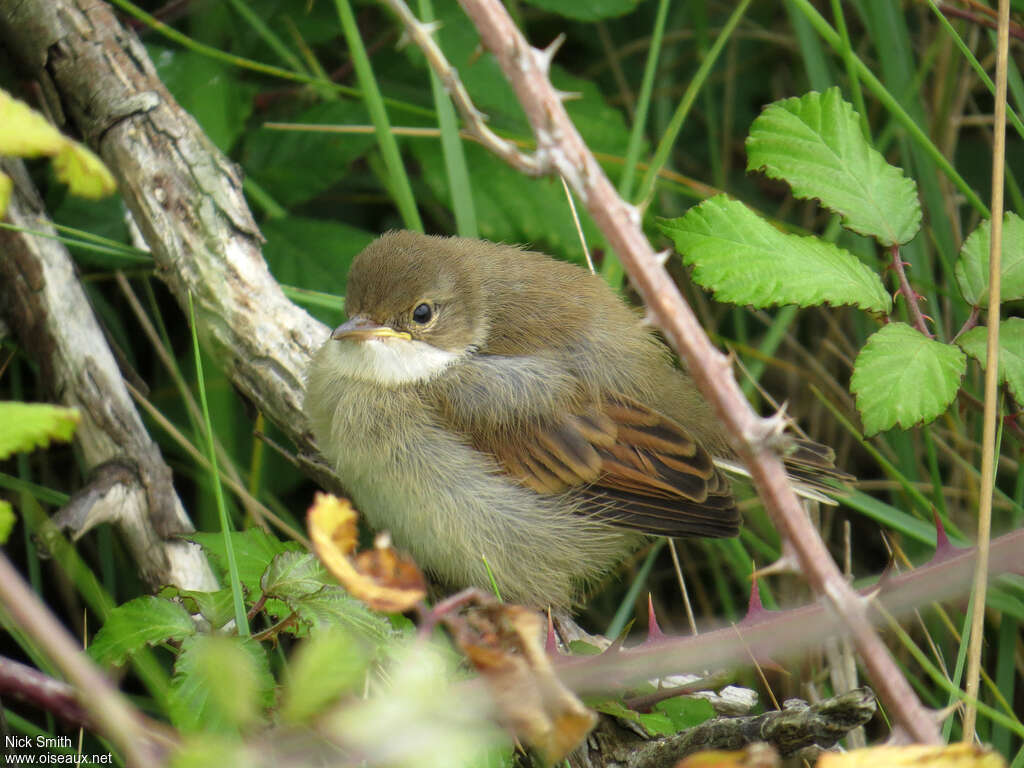 Common Whitethroatjuvenile