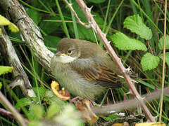 Common Whitethroat