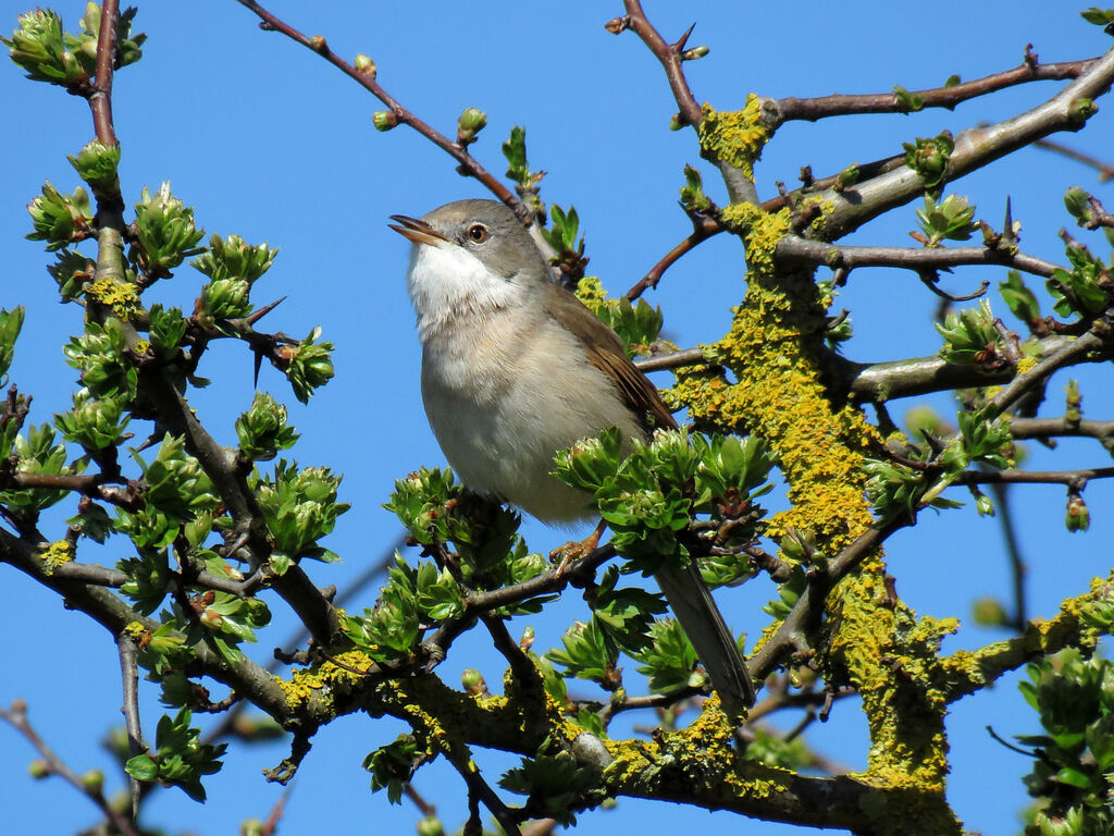 Common Whitethroat