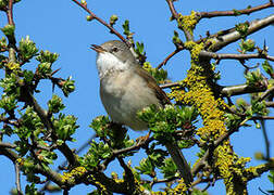 Common Whitethroat