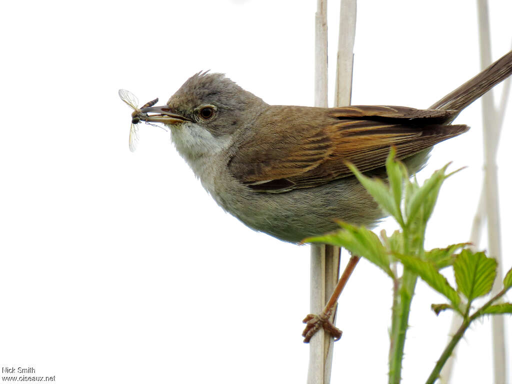 Common Whitethroat male adult, feeding habits, Reproduction-nesting