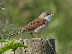 Common Whitethroat