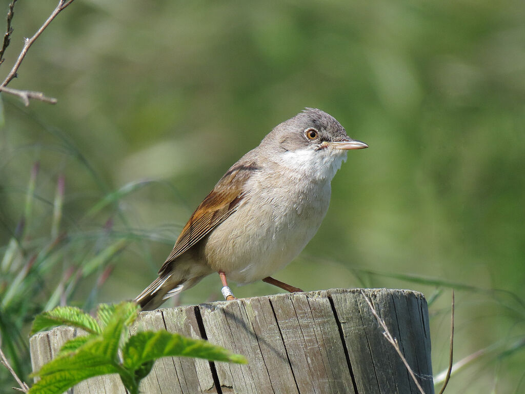 Common Whitethroat