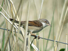 Common Whitethroat