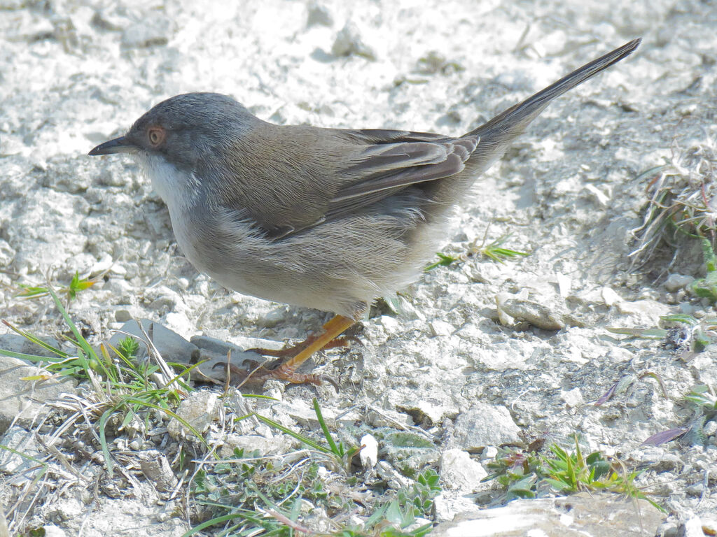 Sardinian Warbler