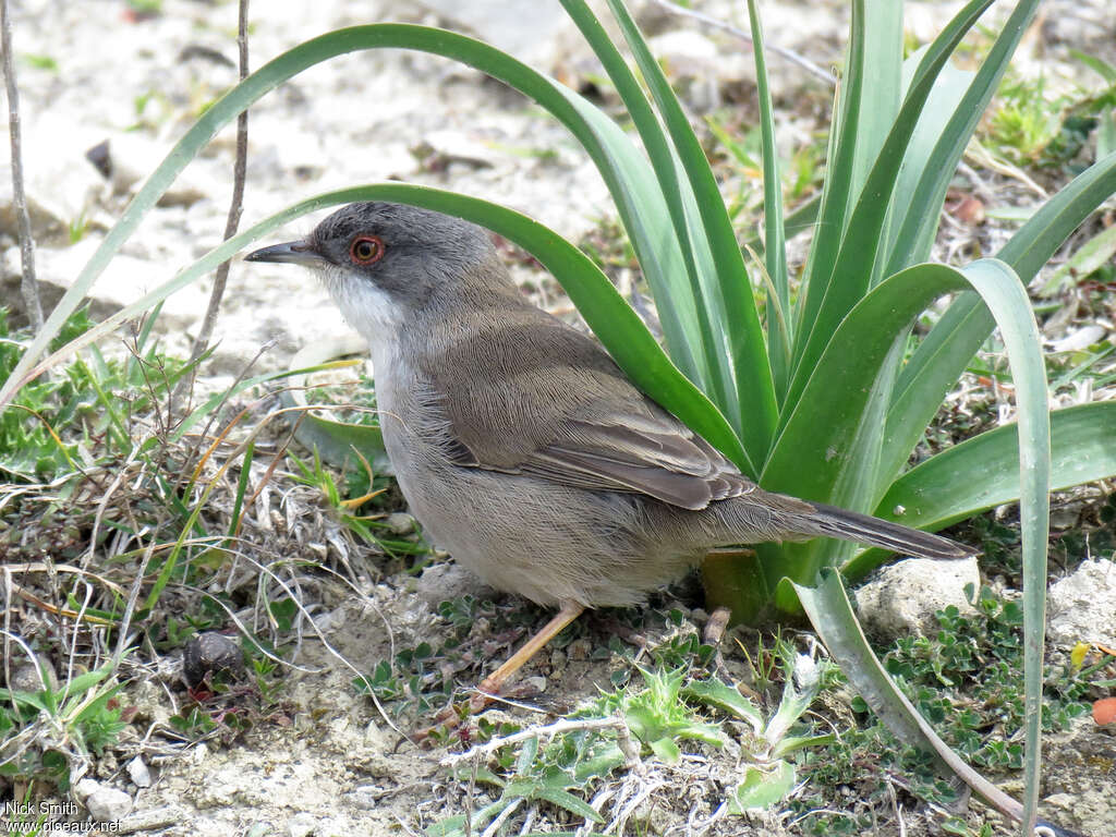 Sardinian Warbler female adult, identification