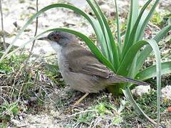 Sardinian Warbler