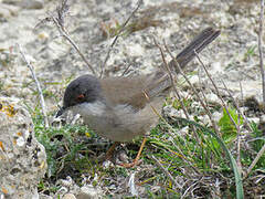 Sardinian Warbler