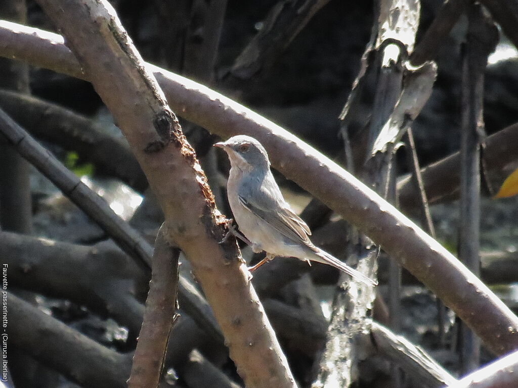 Fauvette passerinette