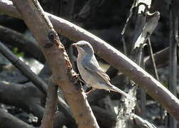 Western Subalpine Warbler