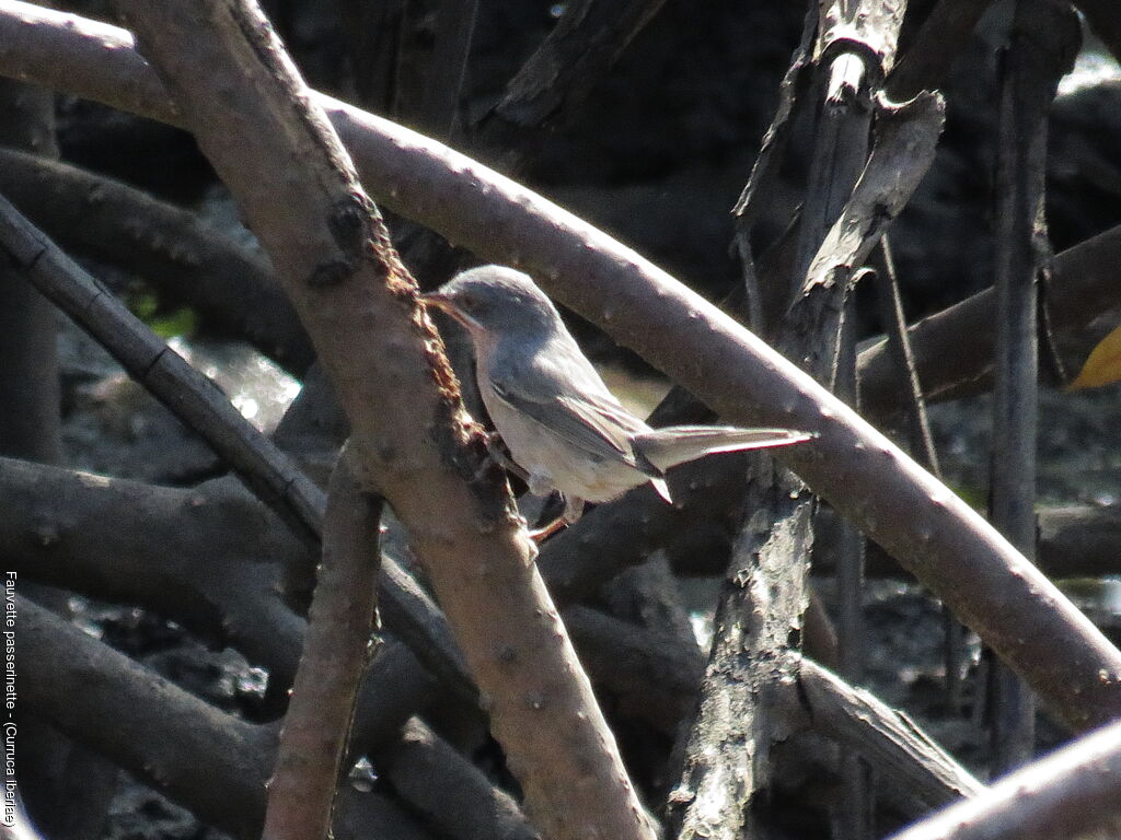 Fauvette passerinette