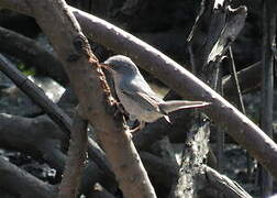 Western Subalpine Warbler