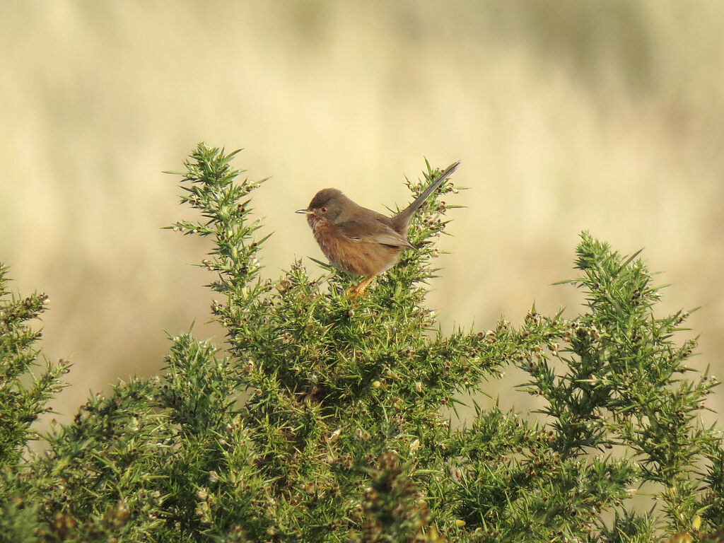 Dartford Warbler