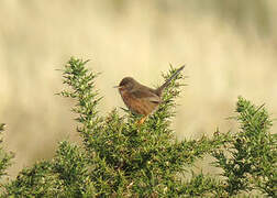 Dartford Warbler