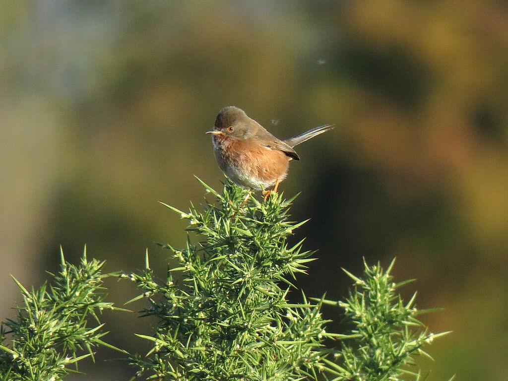 Dartford Warbler