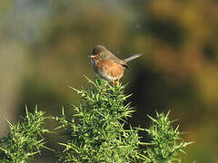 Dartford Warbler