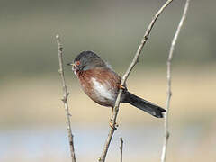 Dartford Warbler