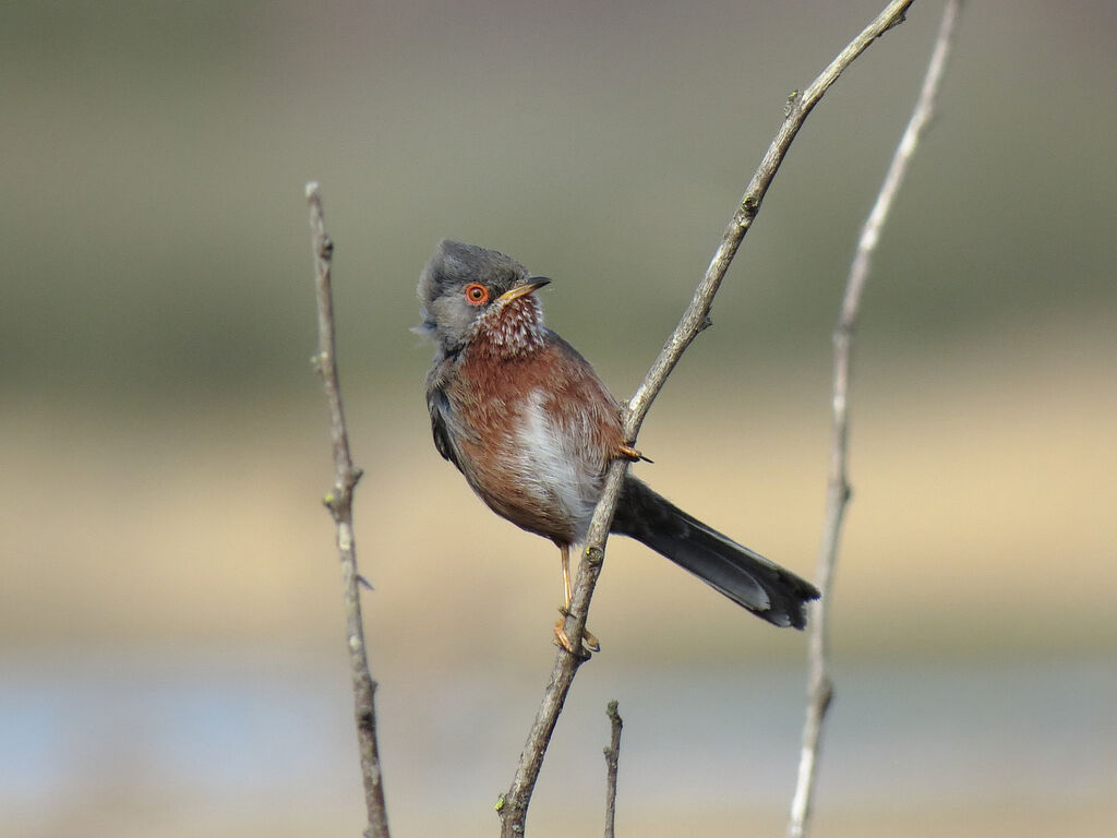 Dartford Warbler