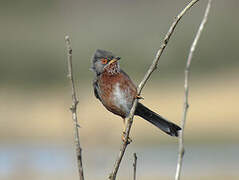 Dartford Warbler