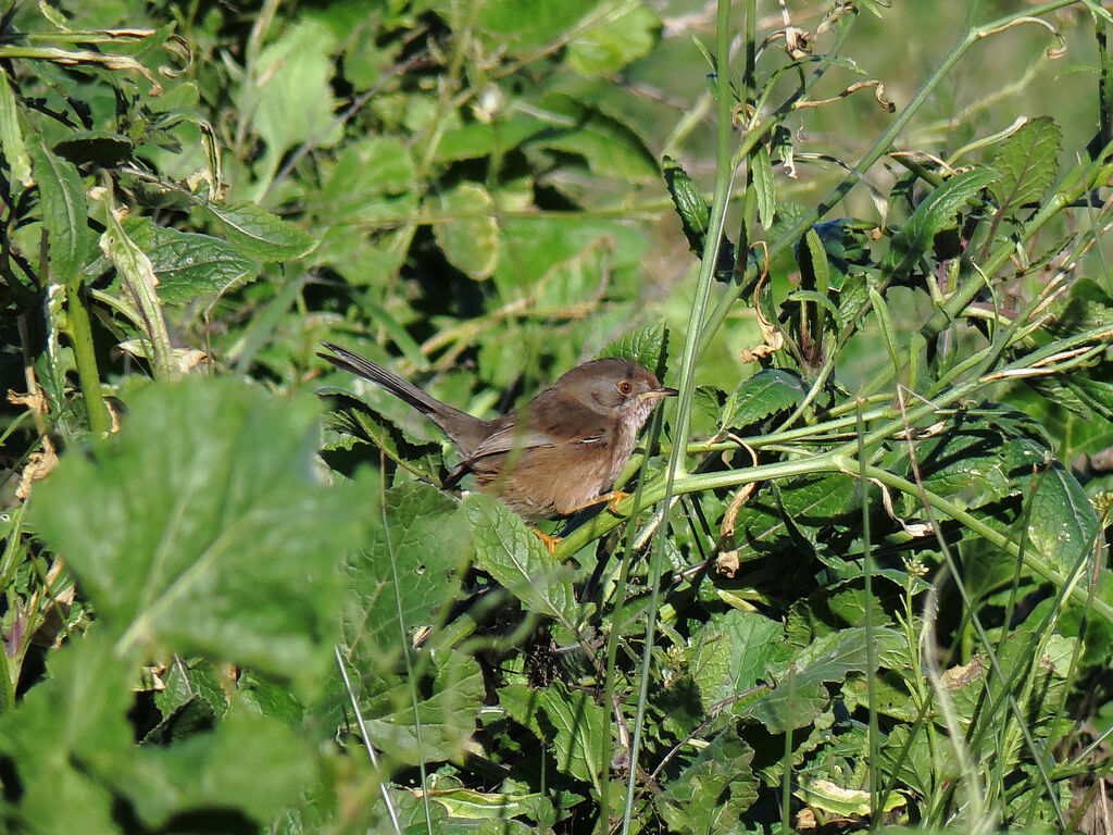 Dartford Warbler