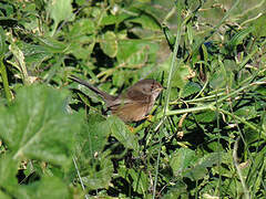 Dartford Warbler