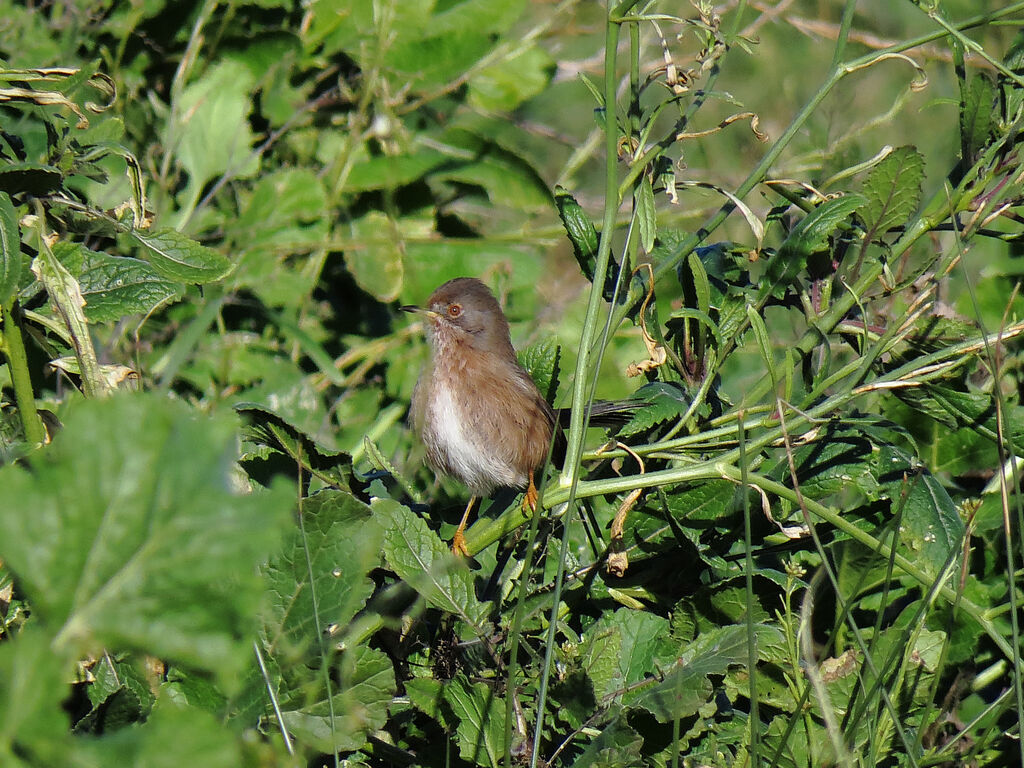 Dartford Warbler