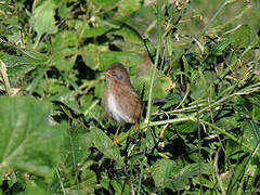 Dartford Warbler