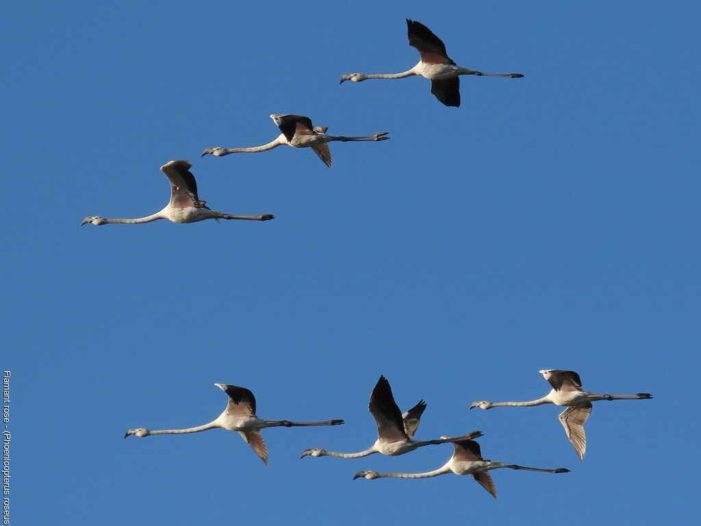 Flamant rose