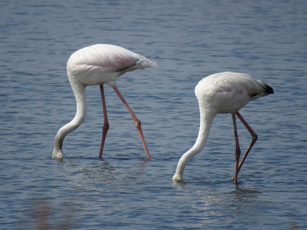 Flamant rose