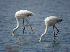 Flamant rose