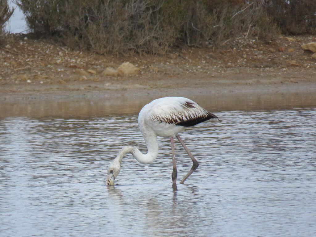 Flamant rose