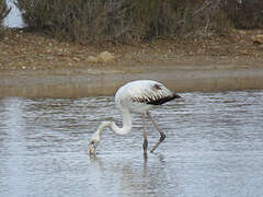 Greater Flamingo