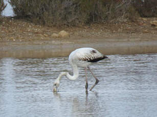 Flamant rose