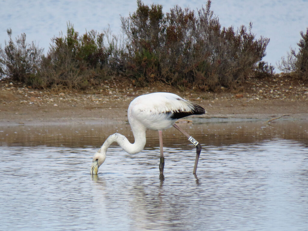 Greater Flamingo