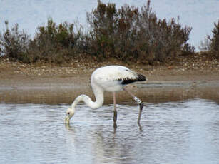 Flamant rose