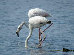 Flamant rose