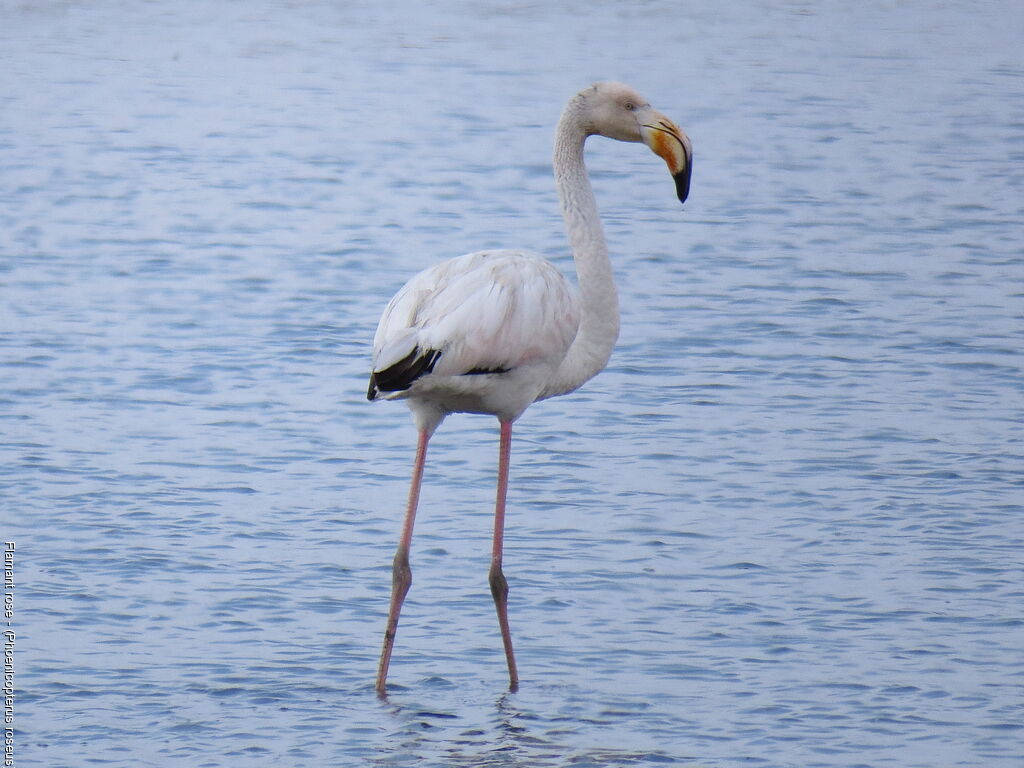 Greater Flamingo