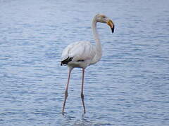 Flamant rose