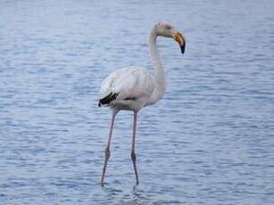 Flamant rose