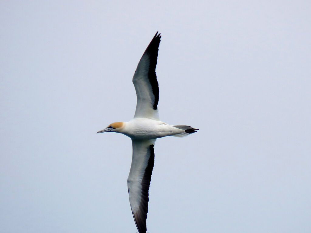 Australasian Gannet