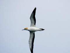 Australasian Gannet