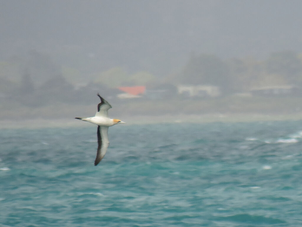 Australasian Gannet