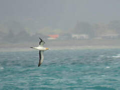 Australasian Gannet