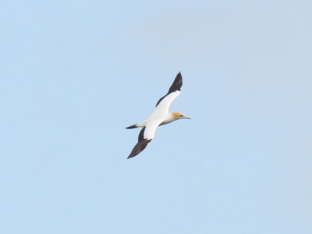 Australasian Gannet