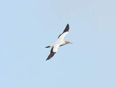 Australasian Gannet