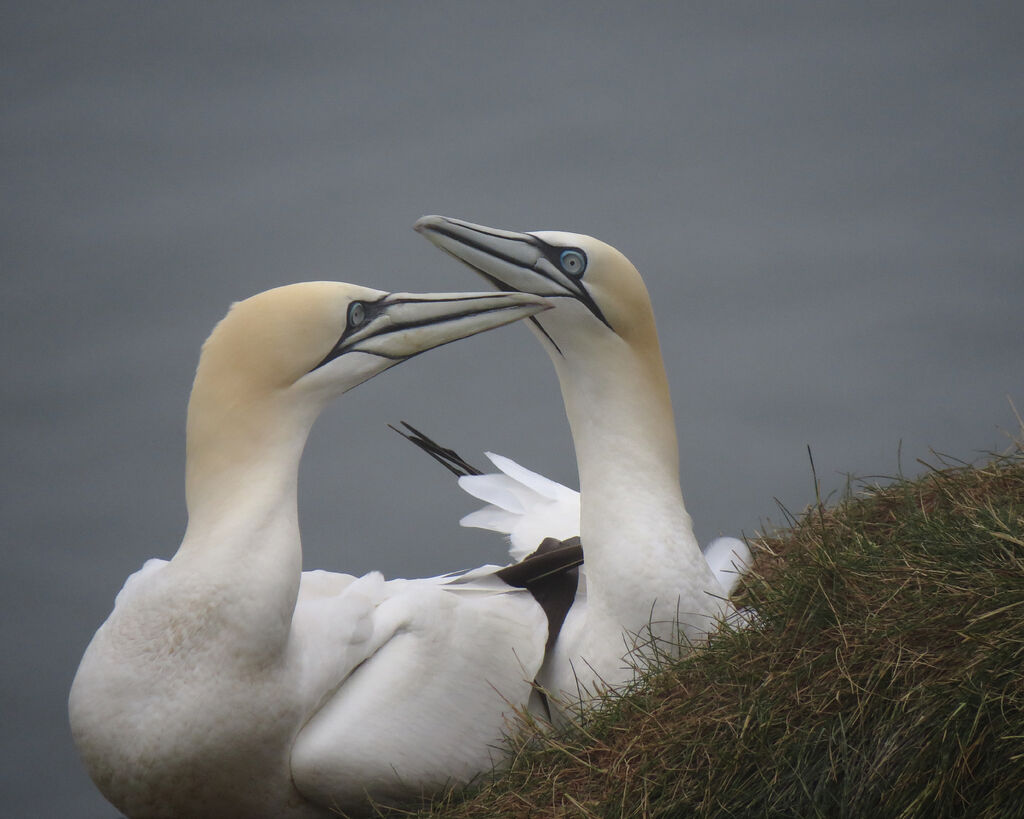 Northern Gannet